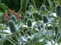 Safiya – Cleft lip and palate